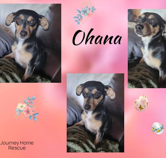 Photo of Ohana