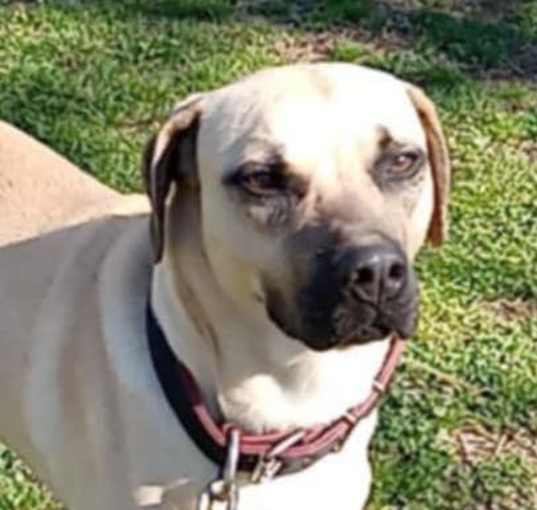 Photo of Rudy (25-1126)