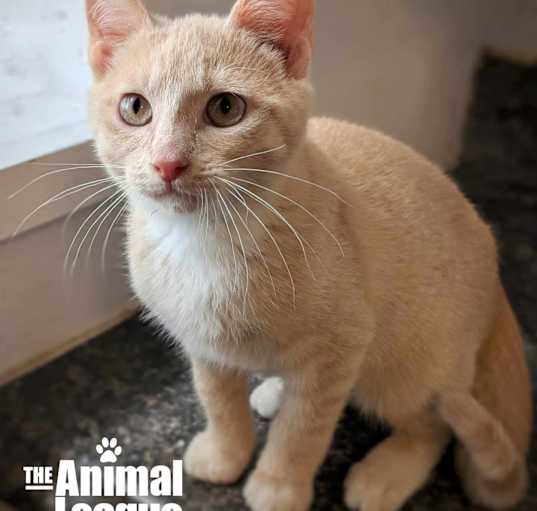Photo of Garfield