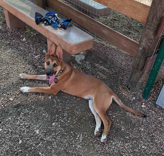 Photo of Tucker