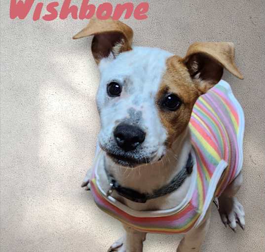 Photo of Wishbone
