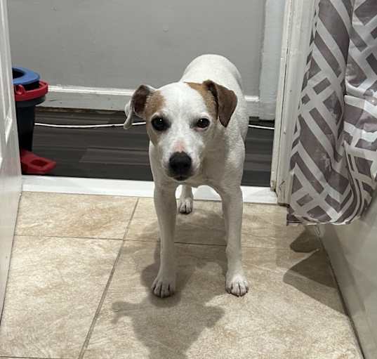 Photo of Biscuit
