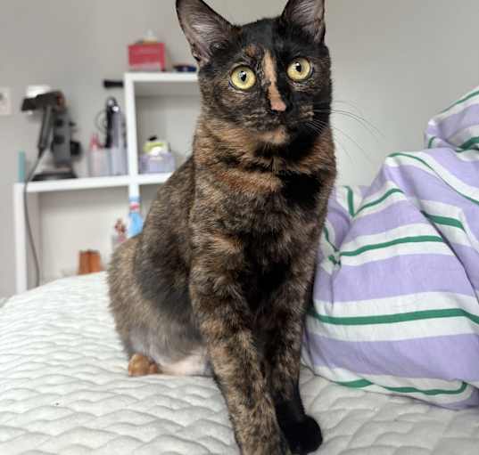 Photo of Meo