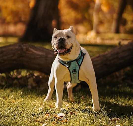 Photo of POOCHIE