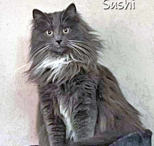 Photo of Sushi