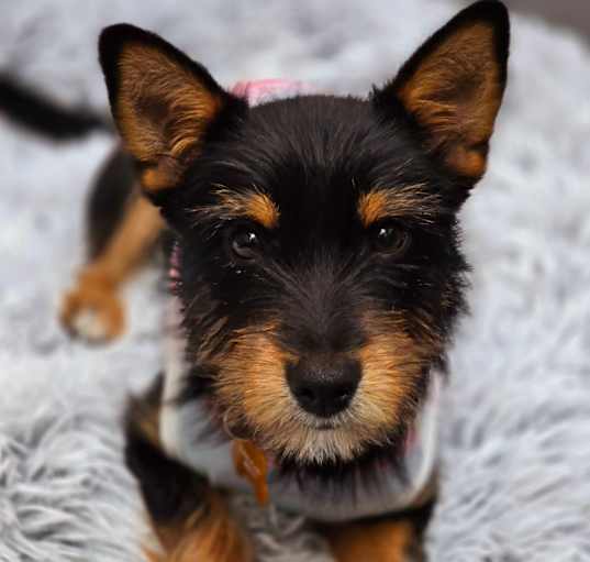 Photo of Darla
