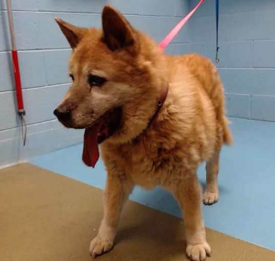 Photo of URGENT! SHELTER IS FULL