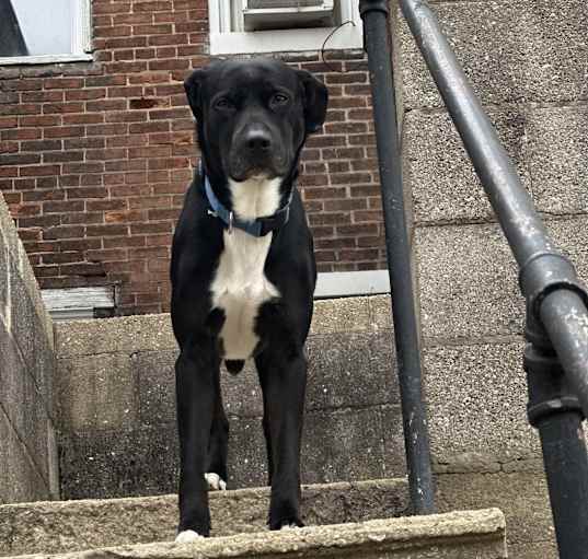 Photo of Shadow