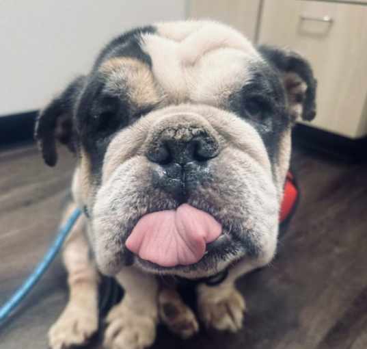 Photo of Watson