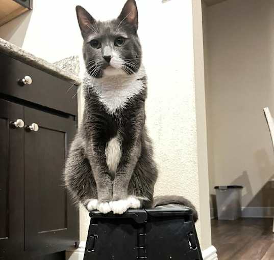 Photo of Willow