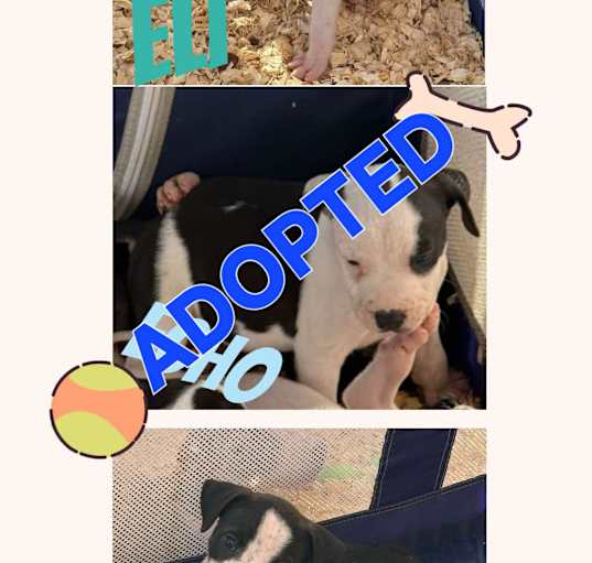 Photo of Mama Emberlee's Pups