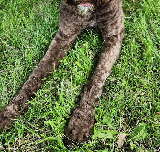 Photo of Porter