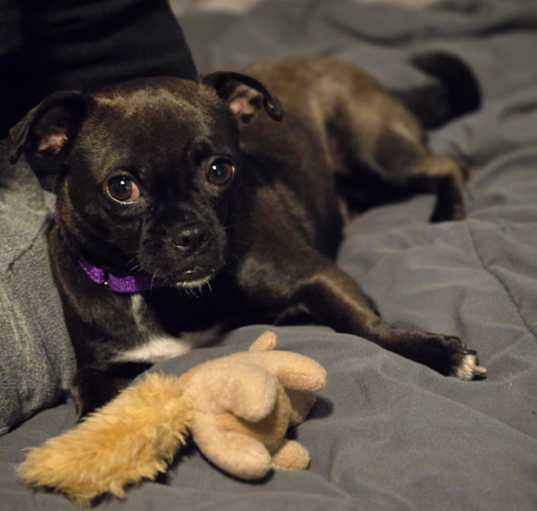 Photo of Walnut