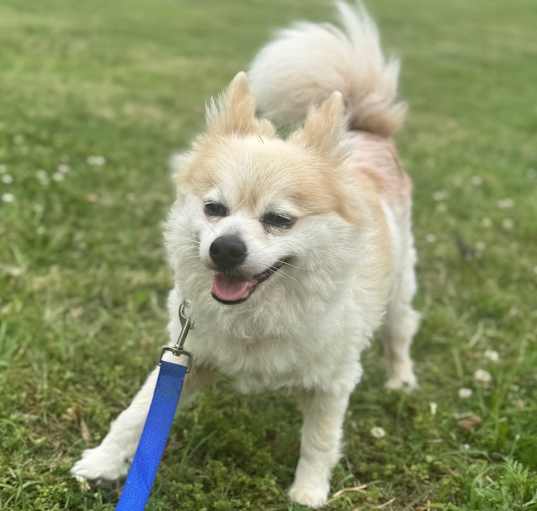 Photo of BingBong