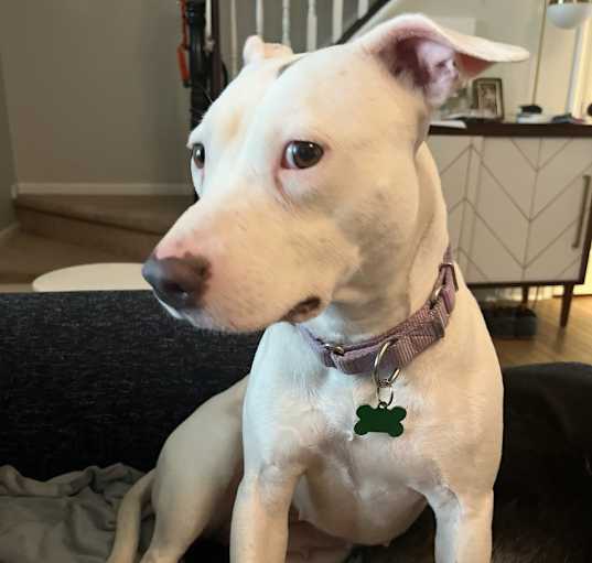 Photo of Amelia