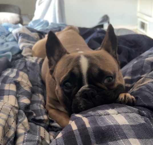 Photo of King