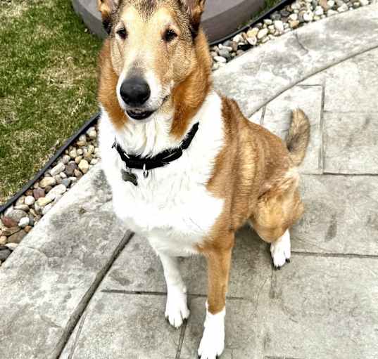 Photo of Archie