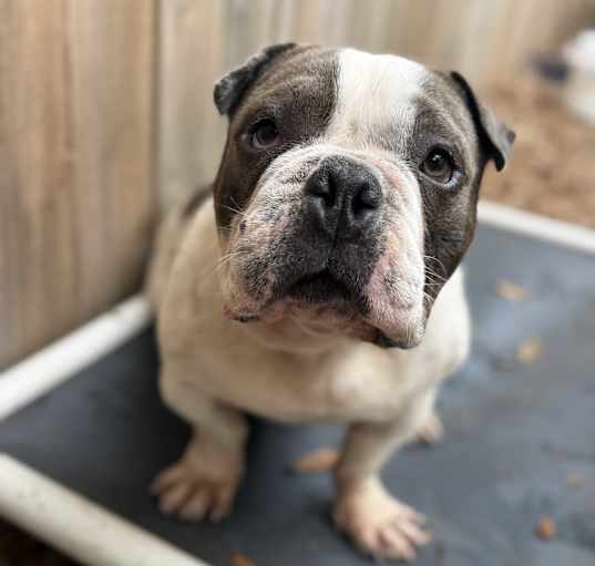 Photo of Chug