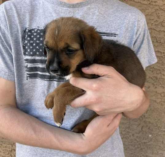Photo of Leia