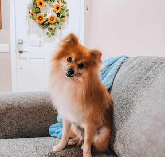 Photo of Dusty
