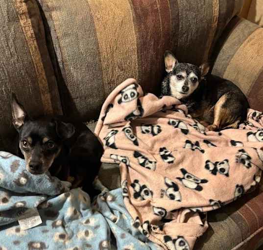 Photo of Bella and Duke