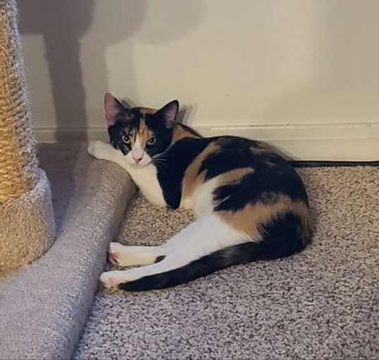 Photo of Cali