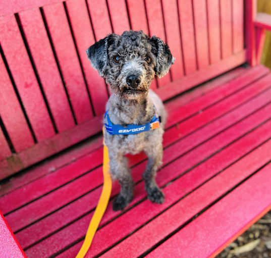 Photo of Gatsby