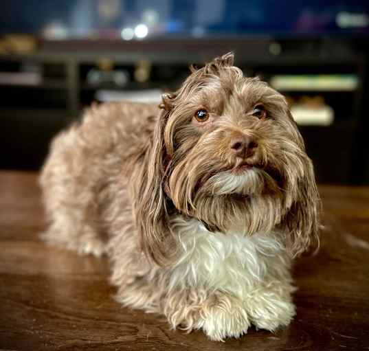 Photo of Milo