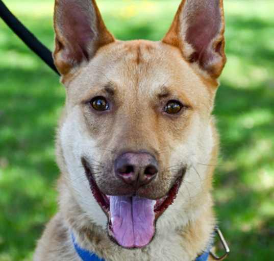 Photo of Canelo