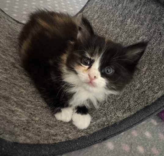 Photo of Penny