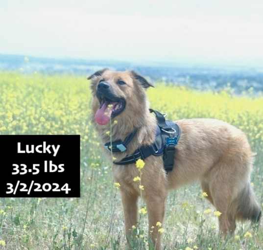 Photo of Lucky