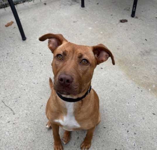 Photo of Maple