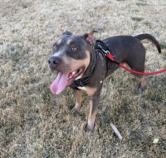 Photo of Bodie