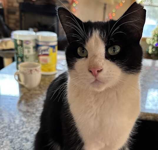 Photo of Bandit