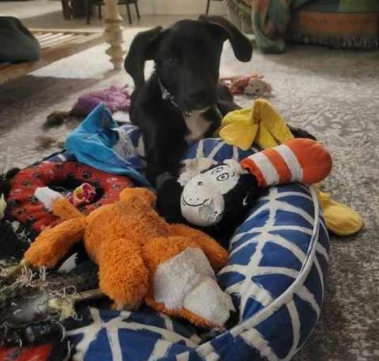 Photo of Harleigh (Edinburg Puppies)