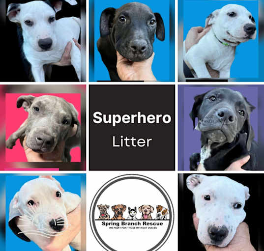 Photo of THE SUPERHEROES LITTER