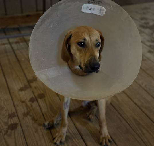 Photo of Dusty