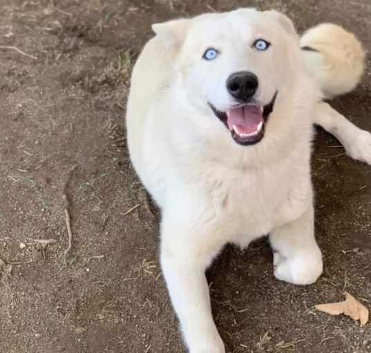 Photo of Ace