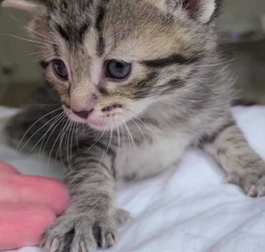 Photo of MC kittens 3