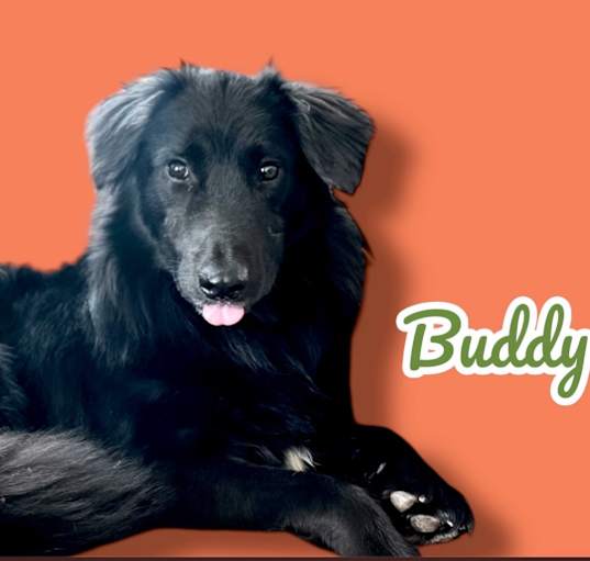 Photo of Buddy