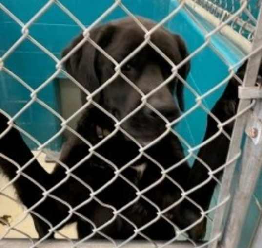 Photo of Diesel