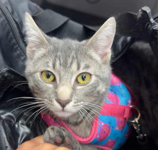 Photo of Lunabelle