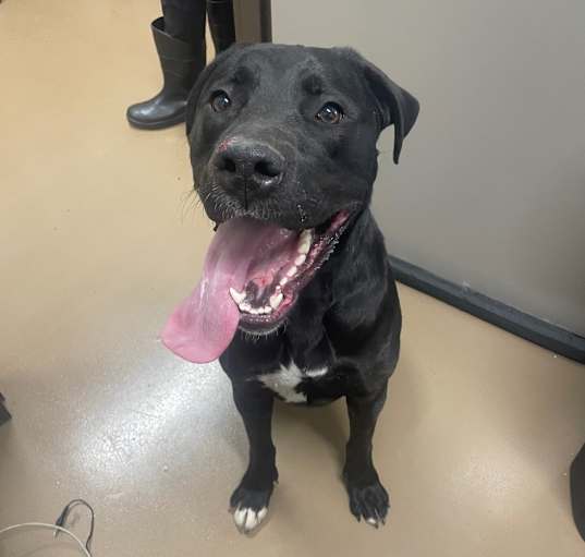 Photo of Gator