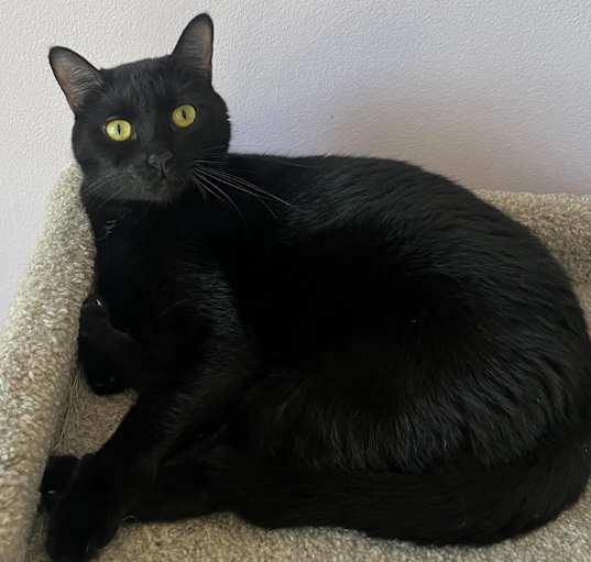 Photo of Boo