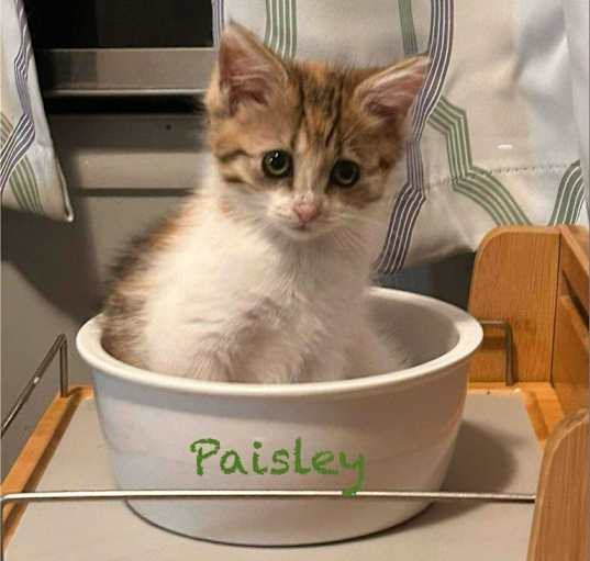 Photo of Paisley