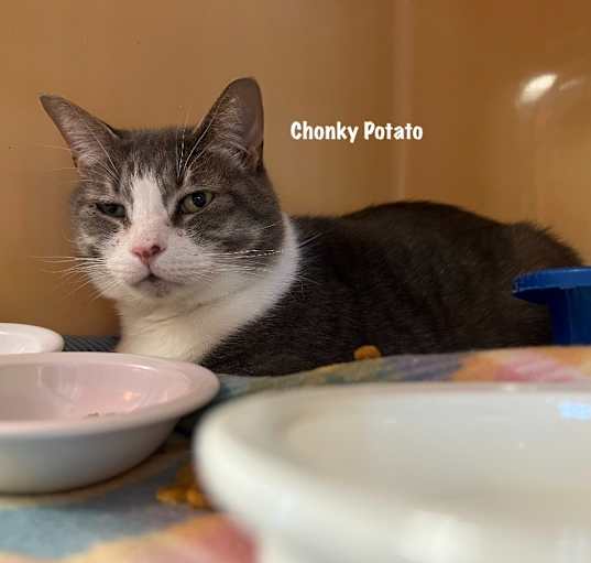 Photo of Chonkey Potato