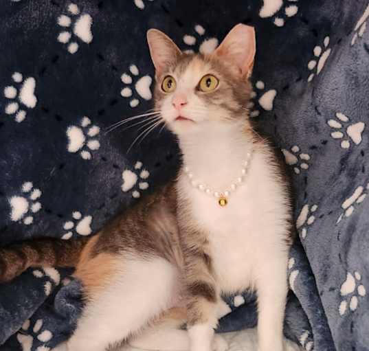Photo of Daisy Boo