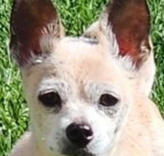 Photo of PEACHES