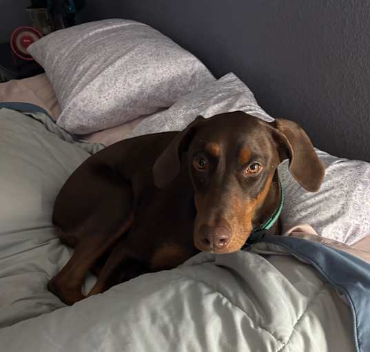 Photo of Remi