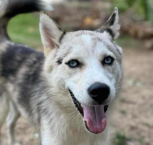 Photo of Rex